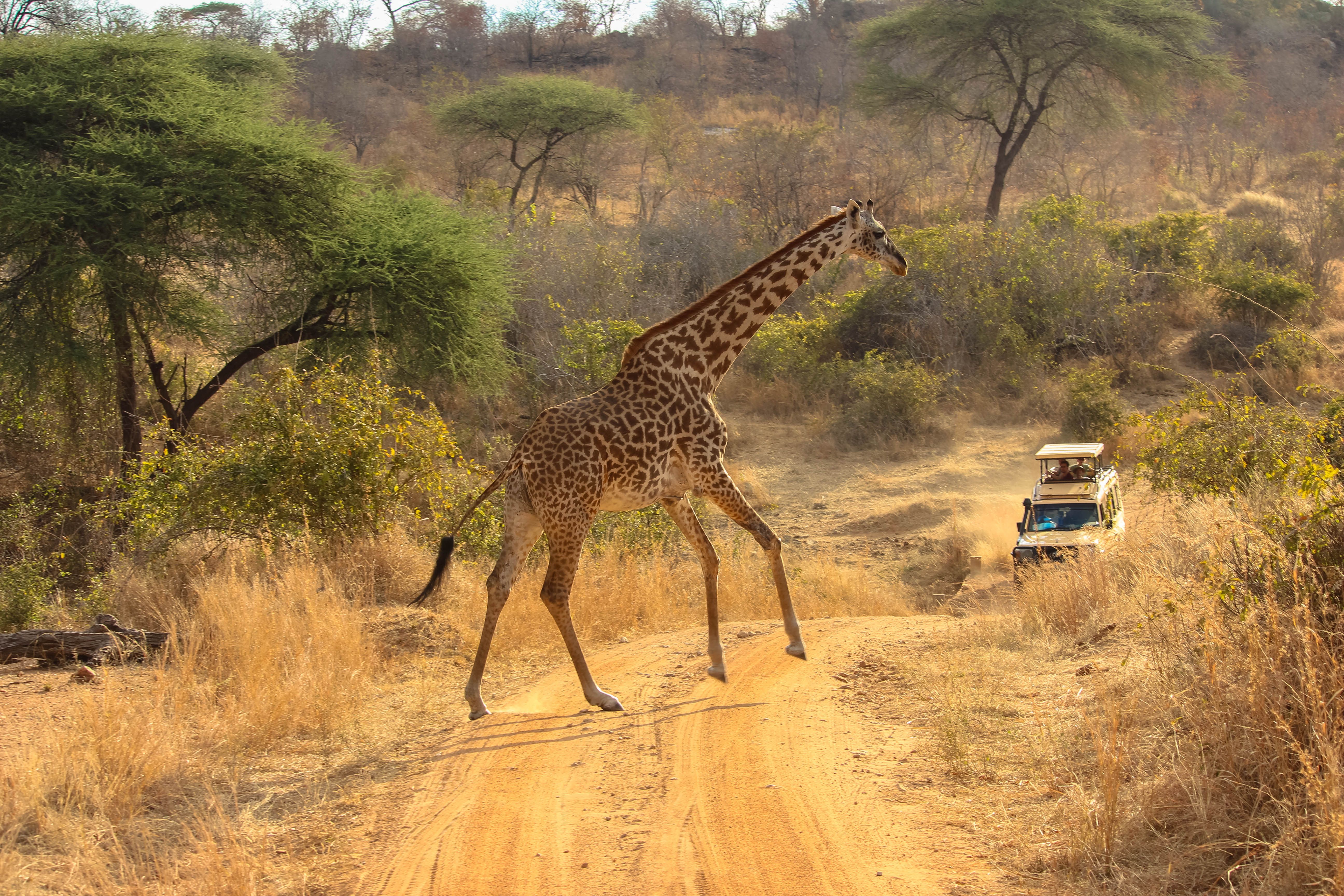 Giraffe beside a safari vehicle in Uganda